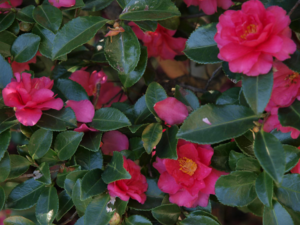 f0077521_5545124.jpg