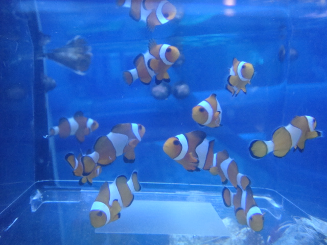 水草・海水魚_f0189122_17464073.jpg