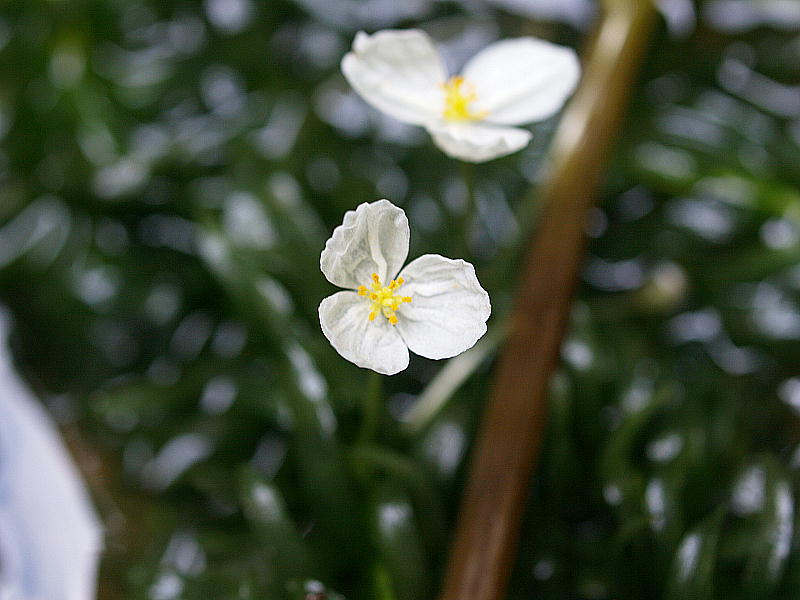 三重野生生物談話会bbsブログ 植物編
