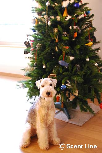 メリークリスマス_c0099133_1352950.jpg