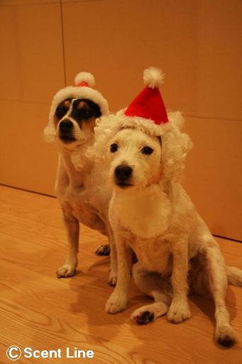 メリークリスマス_c0099133_1372941.jpg