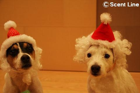 メリークリスマス_c0099133_147186.jpg