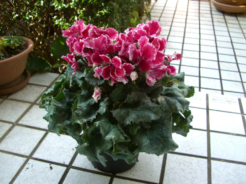 e0110940_224060.jpg