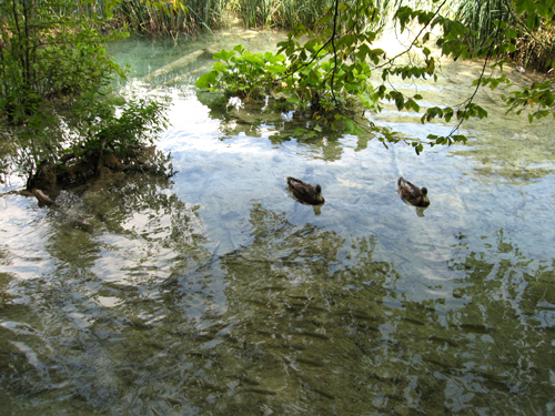 プリトヴィッツェ国立公園　5_e0040345_9274785.jpg