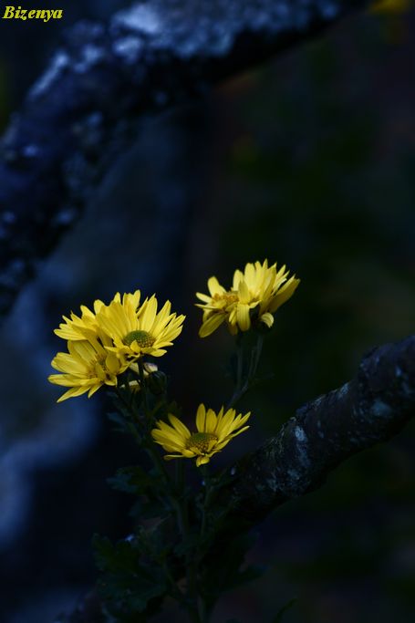 d0086248_654509.jpg