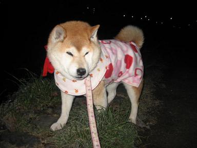 サイの言い分?_c0049950_1053428.jpg