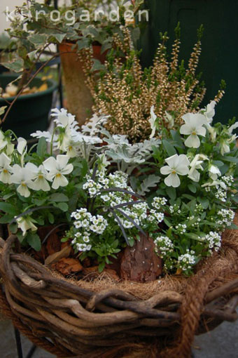 白いビオラとスイートアリッサムの寄せ植え できるかな クロの庭