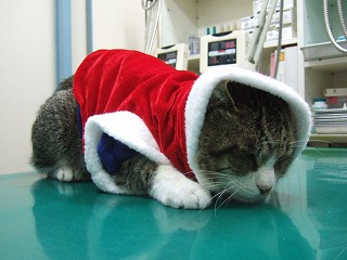 メリークリスマス!!_b0059154_22345252.jpg