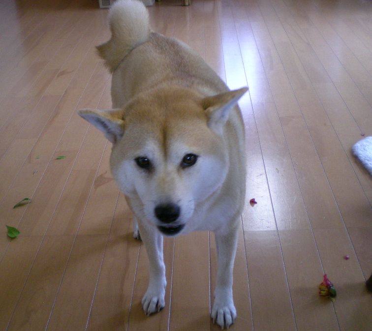 2008年12月24日(水)クリスマスイブだけど・・・!_f0060461_20481148.jpg