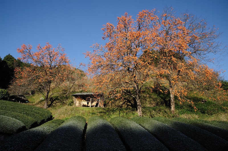 農小屋と柿　（初冬）_f0067667_23455563.jpg