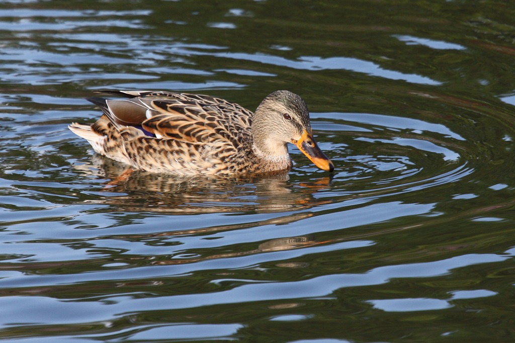 ★公園西側の「蓮池」にもどうぞ_e0046474_2155070.jpg