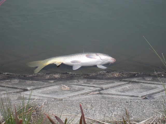 筑後川での鯉釣 禿山一夜の広場 筑後川での鯉釣 禿山一夜の広場