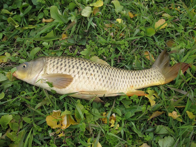 筑後川での鯉釣 禿山一夜の広場 筑後川での鯉釣 禿山一夜の広場
