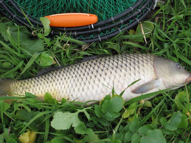 筑後川での鯉釣 禿山一夜の広場 筑後川での鯉釣 禿山一夜の広場