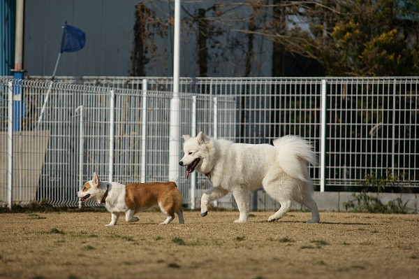 サモエド in 毛呂山　05_c0109780_21111877.jpg