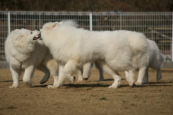 サモエド in 毛呂山　05_c0109780_21114293.jpg