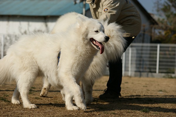 サモエド in 毛呂山　05_c0109780_21123117.jpg