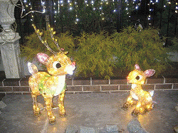 c0078592_1231332.gif
