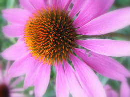 e0046112_6101029.jpg