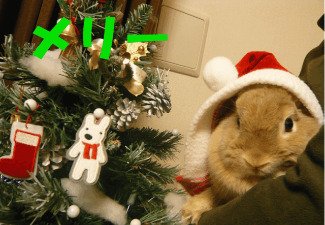 c0151439_8384495.gif