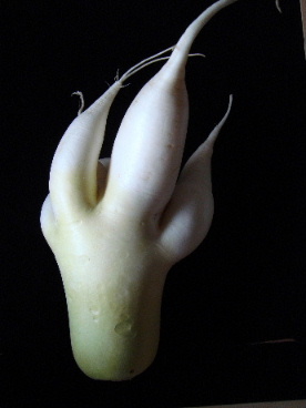 e0060041_22573192.jpg