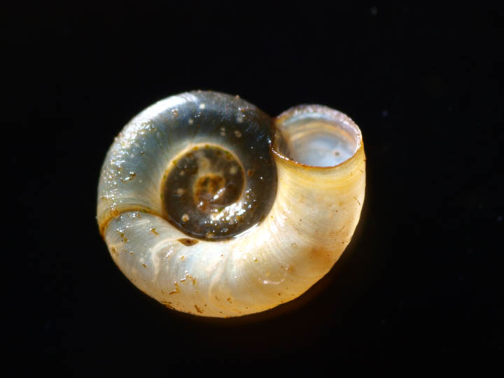 ヒメヒラマキミズマイマイ　Gyraulus pulcher　標本写真_e0039759_2013740.jpg