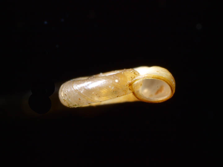 ヒメヒラマキミズマイマイ　Gyraulus pulcher　標本写真_e0039759_202048.jpg