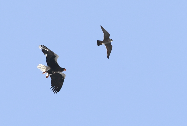 飛翔Ｓｔｅｌｌｅｒｓ，ｓｅａ　Ｅａｇｌｅ（オオワシ）_f0113782_20554819.jpg