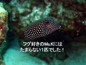 クリスマスダイブ! サンタのプレゼントは…_f0144385_17365640.jpg