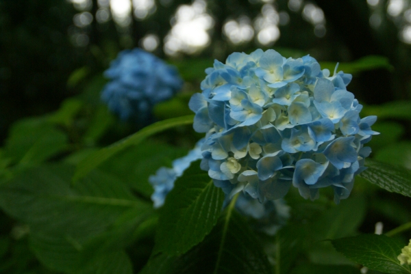 季節外れのあじさい寺_f0189086_19433643.jpg