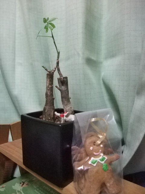 クリスマスのパキラ（植物）_b0084596_0174892.jpg