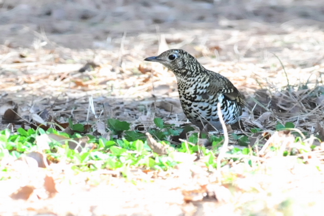 自然公園の野鳥たち　　-トラツグミなど-_f0196803_2075554.jpg