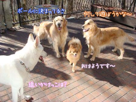 犬がいっぱいの朝のひと時（その３） _f0064906_11143182.jpg