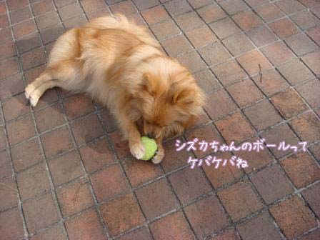 犬がいっぱいの朝のひと時（その３） _f0064906_11213744.jpg