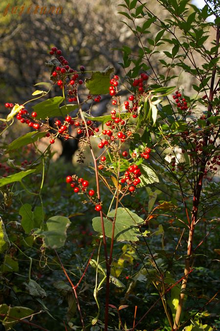 鎌倉　瑞泉寺へ 私の２００８最後の紅葉　５_b0151409_2153682.jpg