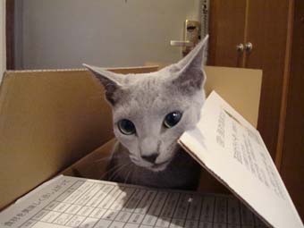 不思議だにゃぁ_c0125114_012731.jpg