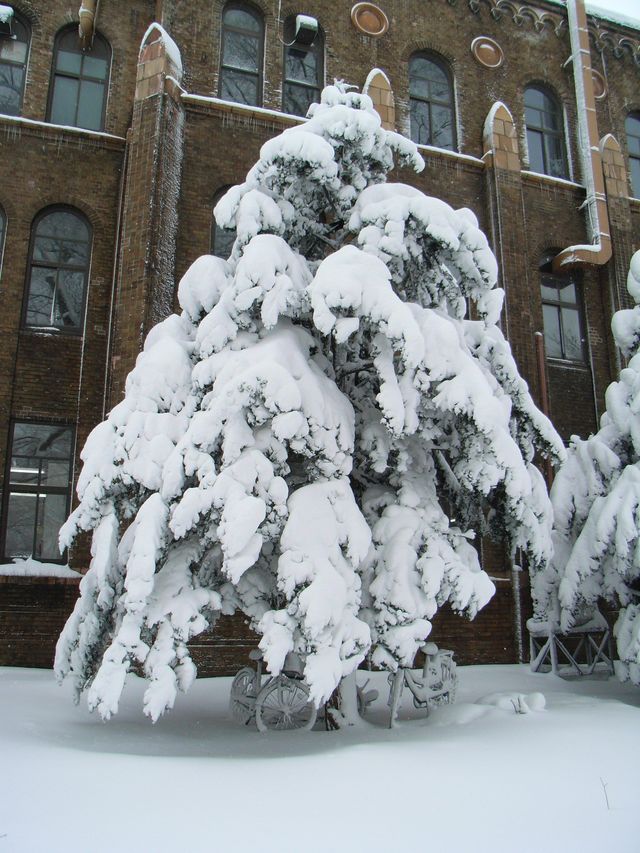 豪雪と寒波_c0025115_1931823.jpg