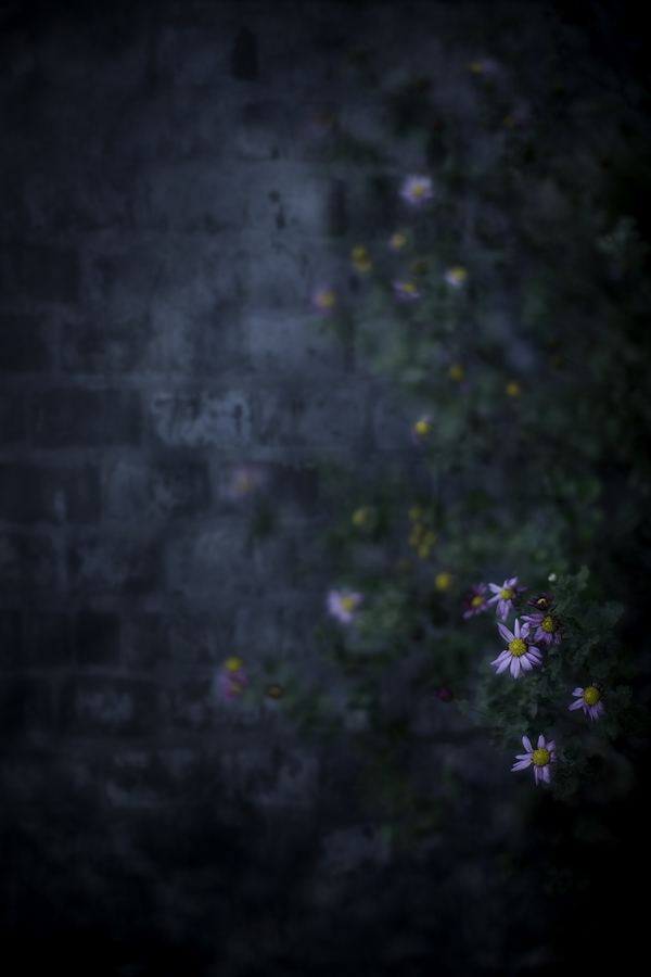 d0004832_9243313.jpg