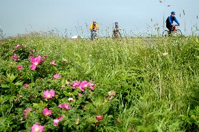 c0047856_115216.jpg