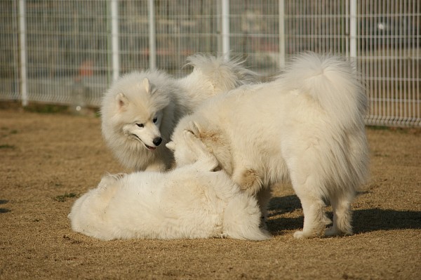 サモエド in 毛呂山　10_c0109780_1322463.jpg