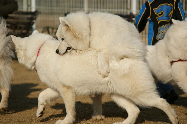 サモエド in 毛呂山　10_c0109780_132548.jpg