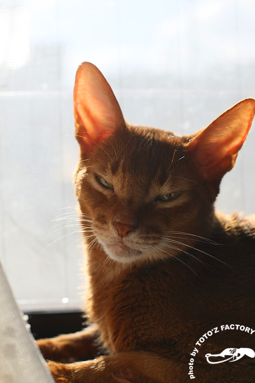 猫冬景色_a0034287_2159574.jpg