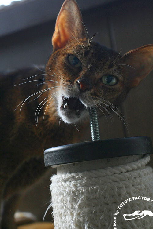 猫冬景色_a0034287_2201476.jpg