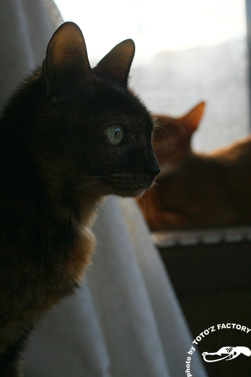 猫冬景色_a0034287_220564.jpg