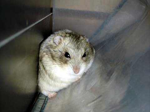 見・た・な？ゴマたん （Criceto） _d0006400_2394734.jpg