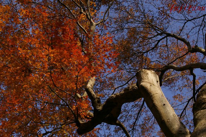 鎌倉　瑞泉寺へ 私の２００８最後の紅葉　6_b0151409_2158027.jpg