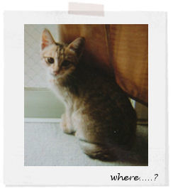 neko memo 18 / memory1996~2008_f0177409_1335786.jpg