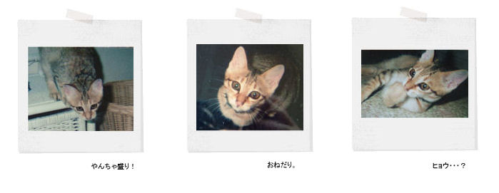 neko memo 18 / memory1996~2008_f0177409_1337233.jpg