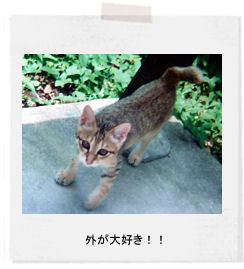 neko memo 18 / memory1996~2008_f0177409_1339169.jpg