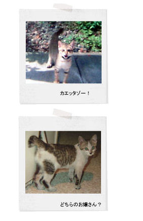 neko memo 18 / memory1996~2008_f0177409_1493960.jpg